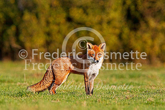 Red fox 471 (Vulpes vulpes)