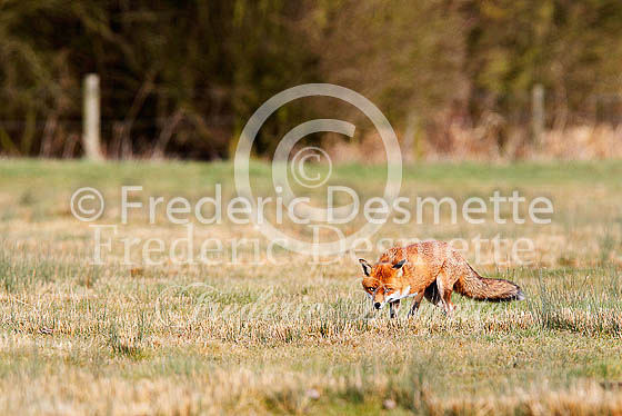 Red fox 479 (Vulpes vulpes)
