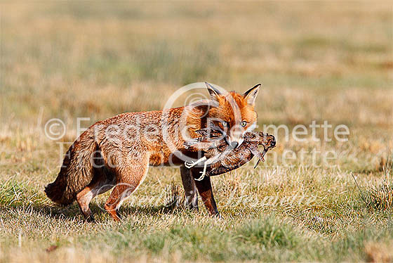 Red fox 513 (Vulpes vulpes)