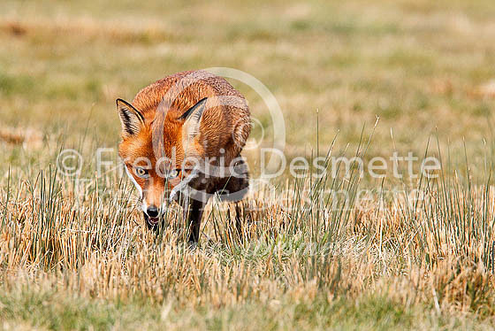 Red fox 477 (Vulpes vulpes)