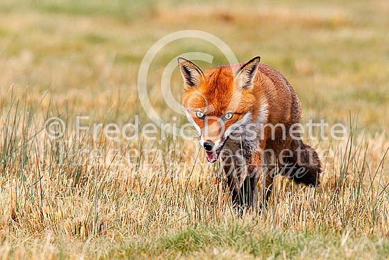 Red fox 478 (Vulpes vulpes)