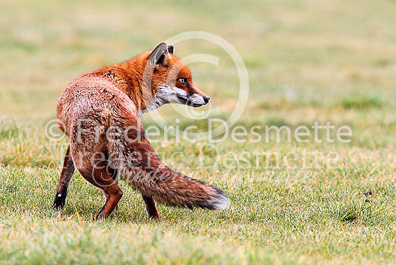 Red fox 486 (Vulpes vulpes)