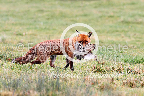 Red fox 480 (Vulpes vulpes)