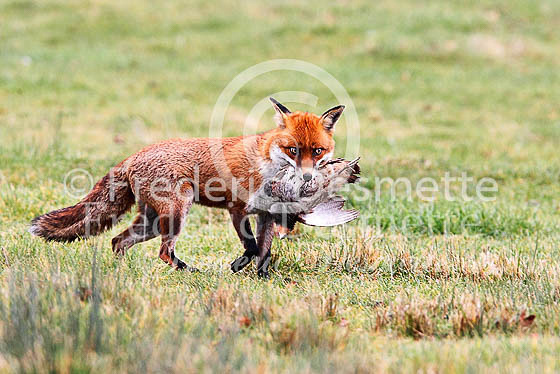 Red fox 482 (Vulpes vulpes)