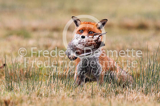 Red fox 481 (Vulpes vulpes)