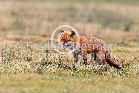 Red fox 472 (Vulpes vulpes)