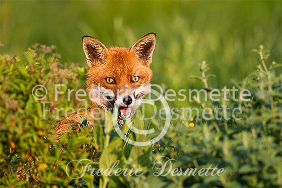 Red fox 489 (Vulpes vulpes)