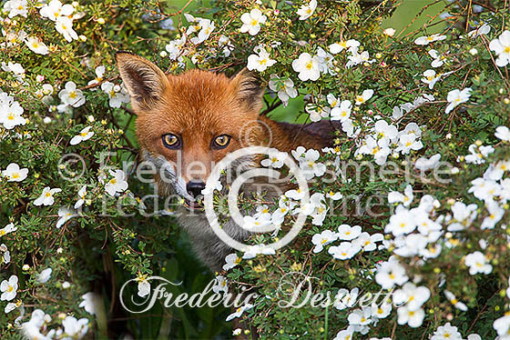 Red fox 507 (Vulpes vulpes)