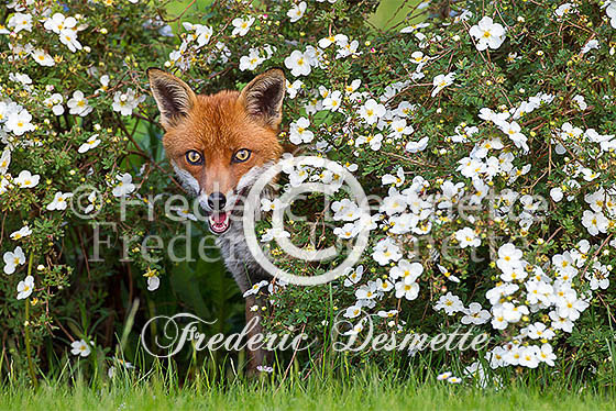 Red fox 508 (Vulpes vulpes)