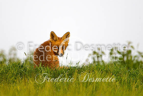 Red fox 517 (Vulpes vulpes)