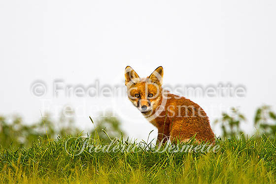 Red fox 516 (Vulpes vulpes)
