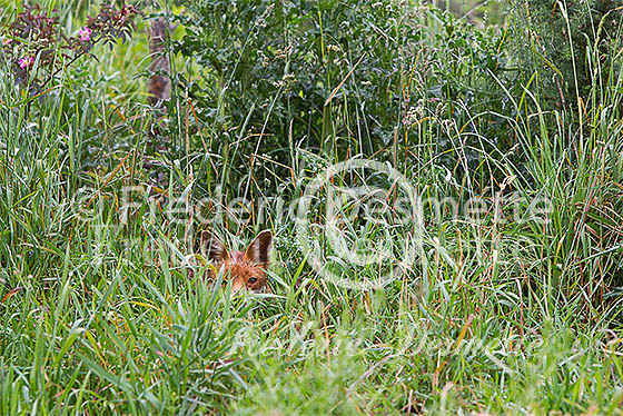 Red fox 492 (Vulpes vulpes)