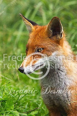 Red fox 491 (Vulpes vulpes)