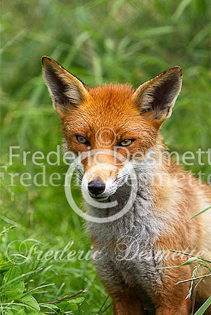 Red fox 490 (Vulpes vulpes)