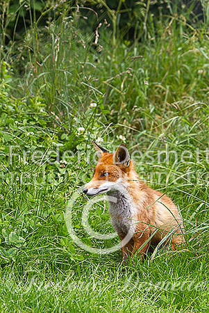 Red fox 506 (Vulpes vulpes)