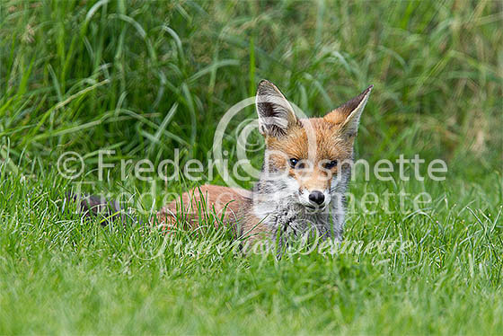 Red fox 518 (Vulpes vulpes)