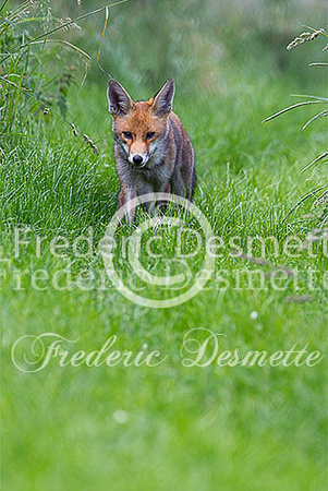 Red fox 521 (Vulpes vulpes)