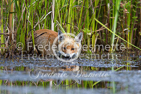 Red fox 494 (Vulpes vulpes)