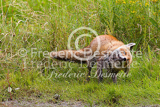 Red fox 505 (Vulpes vulpes)