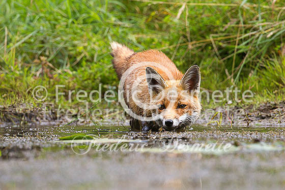 Red fox 499 (Vulpes vulpes)