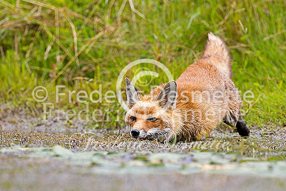 Red fox 501 (Vulpes vulpes)