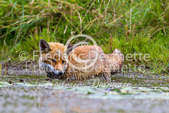 Red fox 496 (Vulpes vulpes)