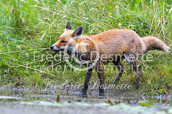 Red fox 497 (Vulpes vulpes)