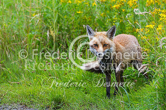 Red fox 510 (Vulpes vulpes)
