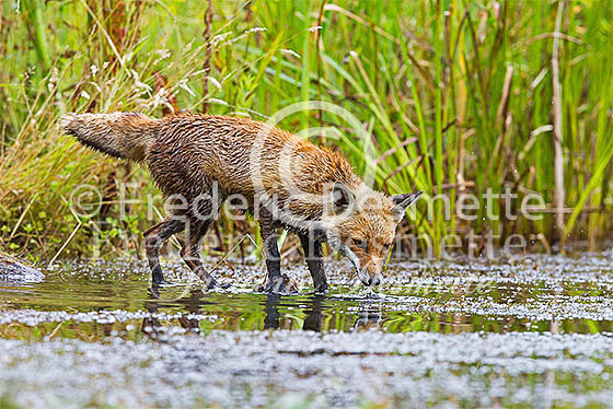 Red fox 498 (Vulpes vulpes)