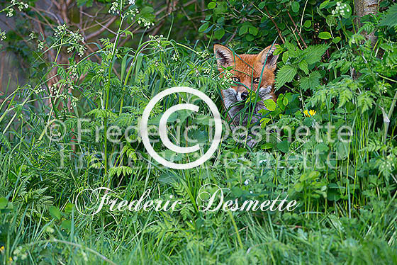Red fox 549 (Vulpes vulpes)