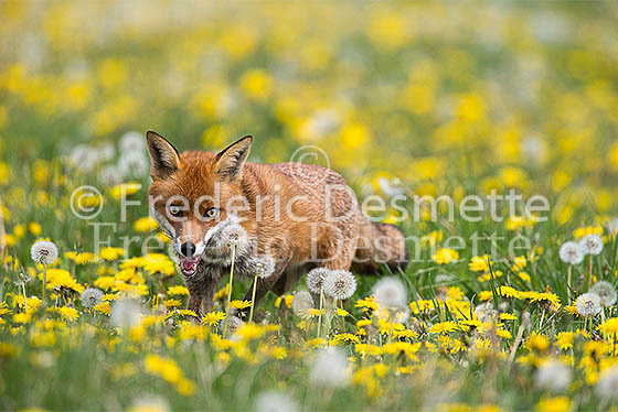 Red fox 532 (Vulpes vulpes)
