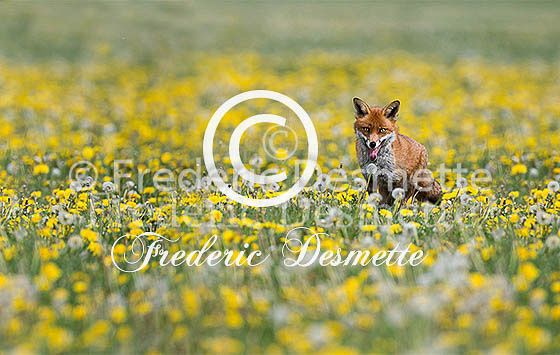 Red fox 529 (Vulpes vulpes)