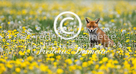 Red fox 540 (Vulpes vulpes)