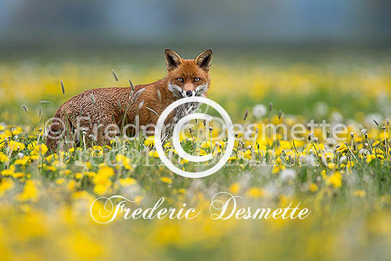 Red fox 535 (Vulpes vulpes)