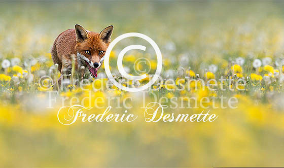 Red fox 537 (Vulpes vulpes)