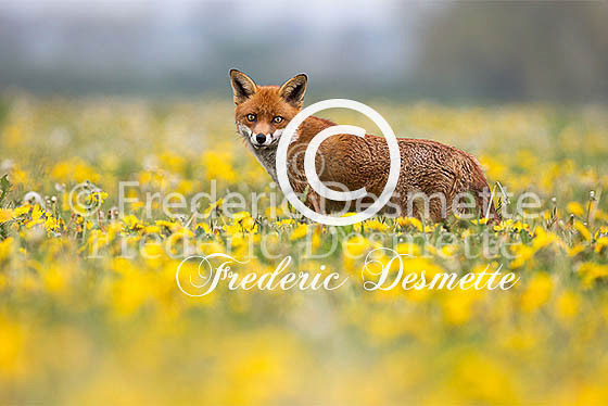 Red fox 547 (Vulpes vulpes)