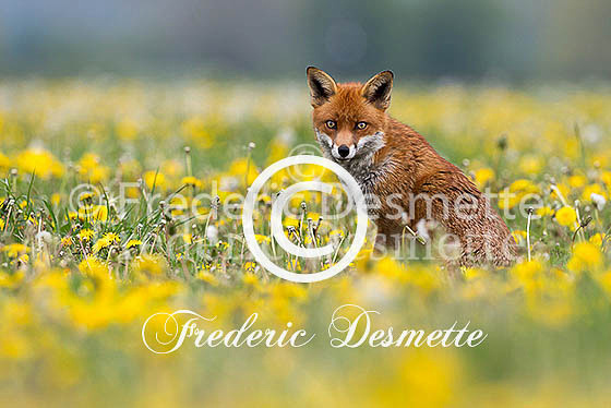 Red fox 542 (Vulpes vulpes)