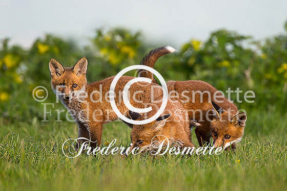 Red fox 551 (Vulpes vulpes)