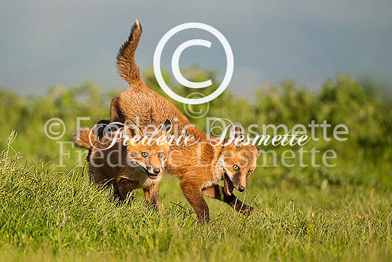 Red fox 552 (Vulpes vulpes)