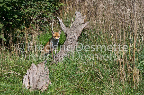 Red fox 578 (Vulpes vulpes)