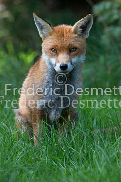 Red fox 571 (Vulpes vulpes)