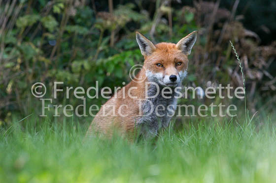Red fox 572 (Vulpes vulpes)