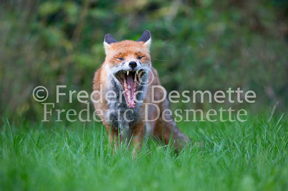 Red fox 584 (Vulpes vulpes)