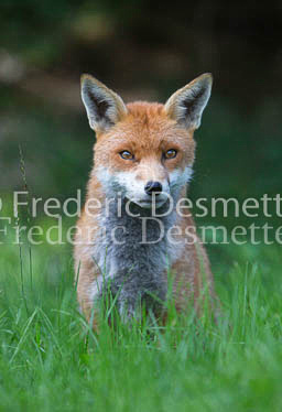 Red fox 585 (Vulpes vulpes)