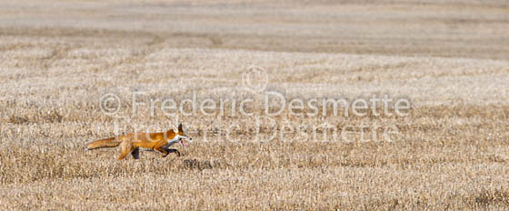 Red fox 557 (Vulpes vulpes)