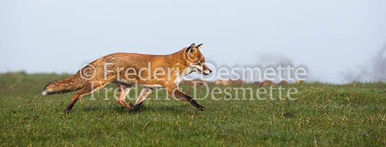 Red fox 586 (Vulpes vulpes)
