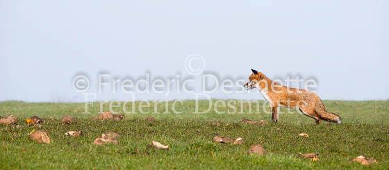 Red fox 580 (Vulpes vulpes)