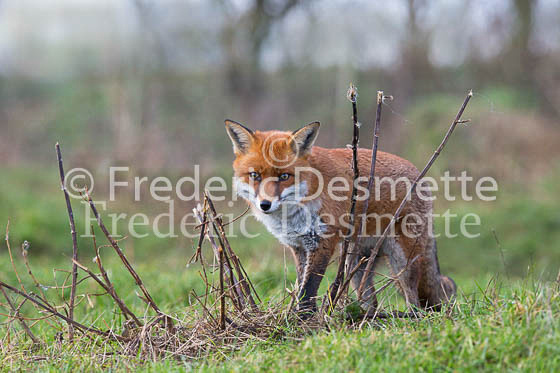 Red fox 565 (Vulpes vulpes)