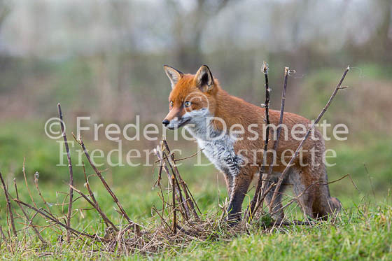 Red fox 575 (Vulpes vulpes)