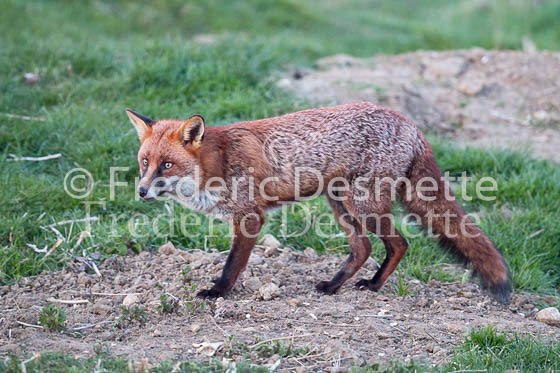 Red fox 570 (Vulpes vulpes)